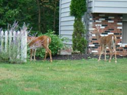 deer browse