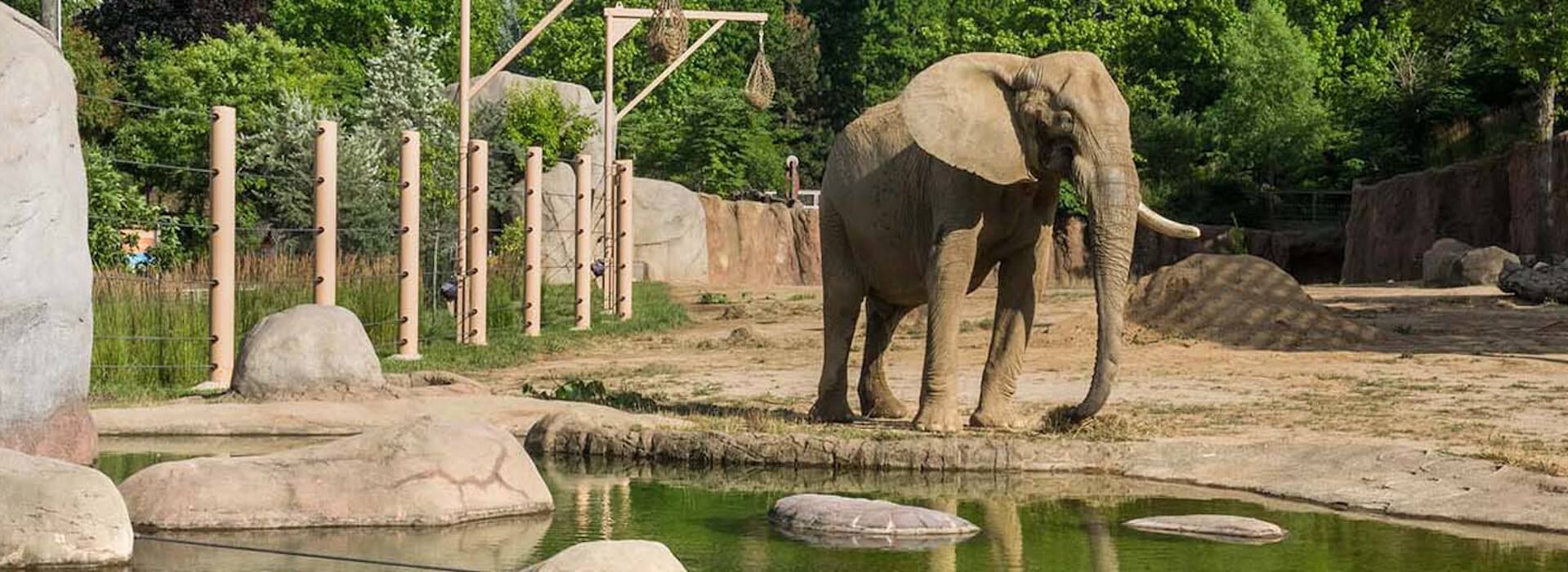 African elephant at a watering hole in the zoo