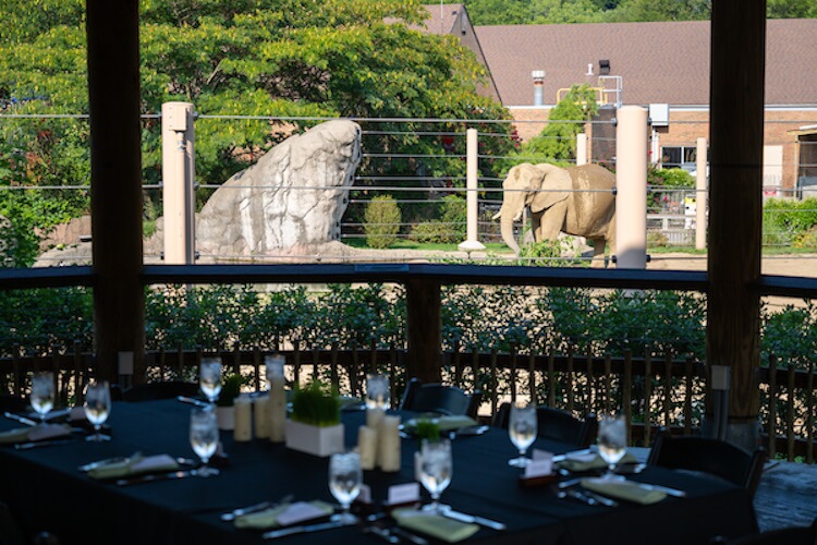 Dinging table that looks out over elephant exhibit