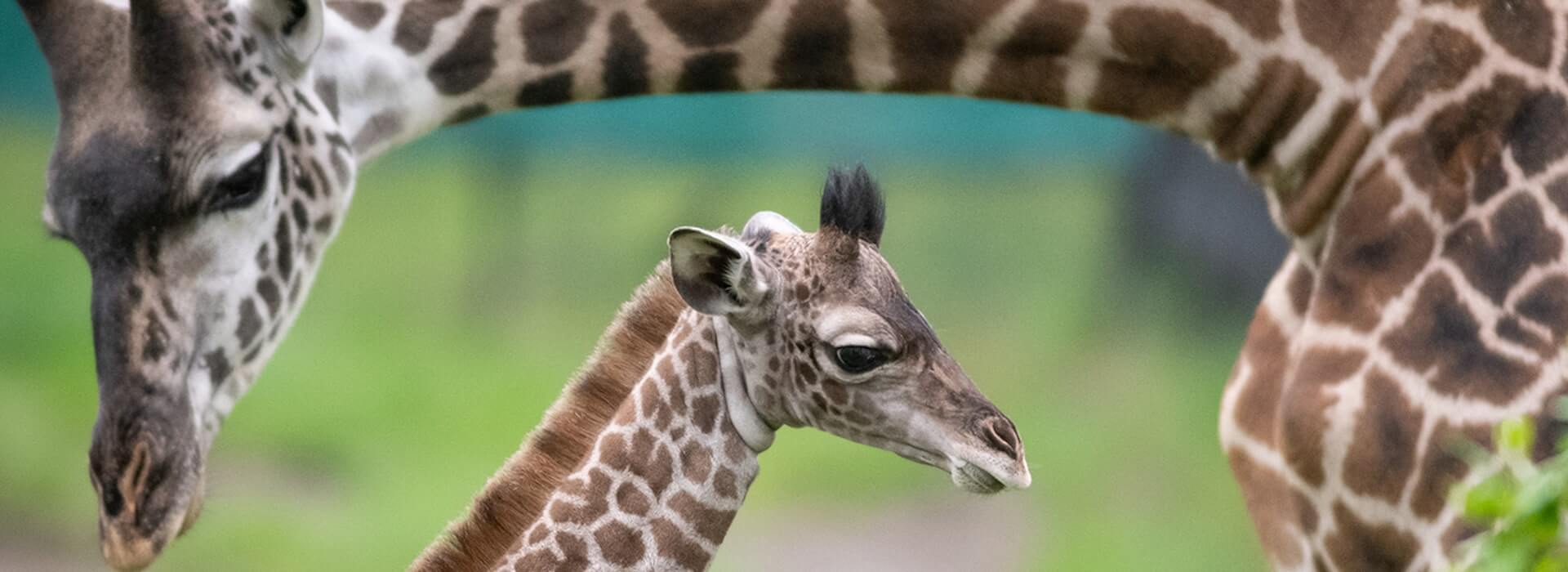 Baby giraffe 