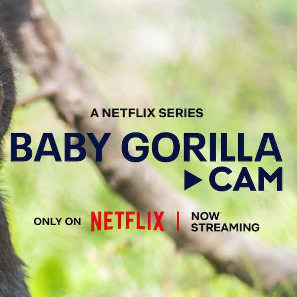 Four-episode livestream to feature the gorilla troop, including two new baby gorillas