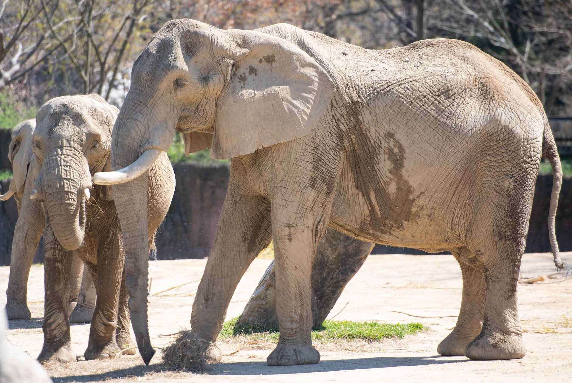 A group of elephants