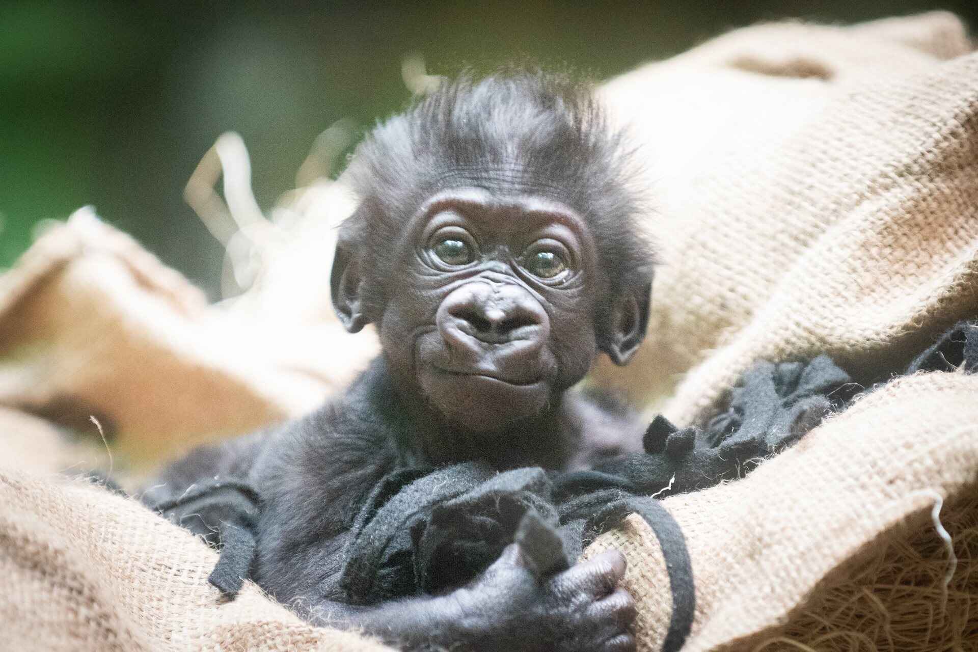 A baby gorilla 