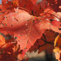 Acer Rubrum