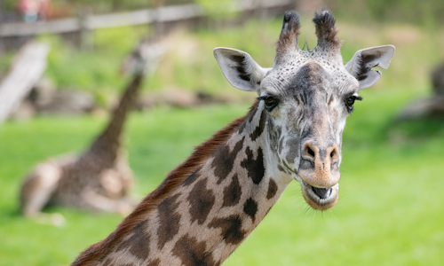 African Savanna Giraffe