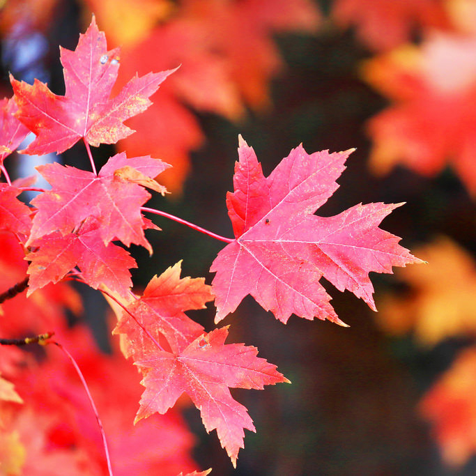 autumn blaze maple tree