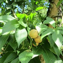 buckeye tree