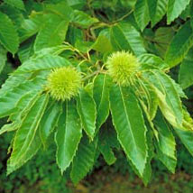 dunstan chestnut tree