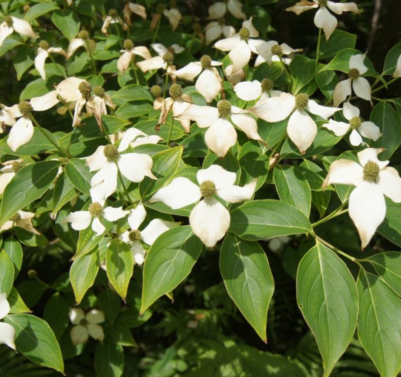 koussa dogwood tree