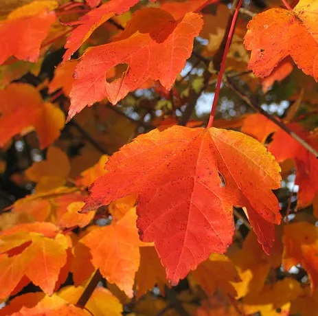 october glory maple tree