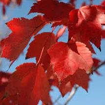 red sunset maple tree