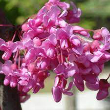 weeping redbud