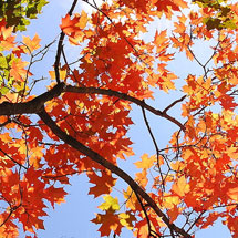 sugar maple tree