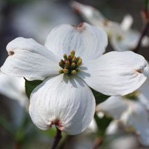 white flowering dogwood tree