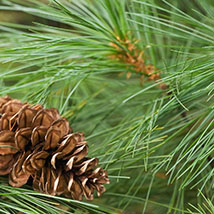 white pine tree