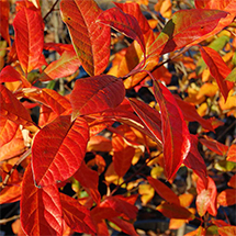 wildfire black gum tree