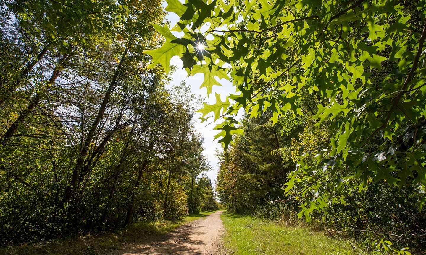 path in green nature and trees