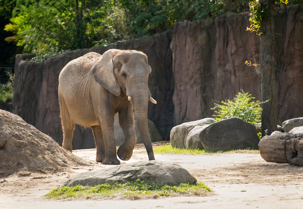 Single Elephant Walking