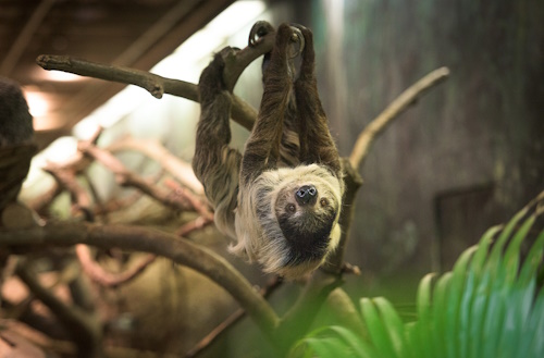 The Rainforest - Sloth