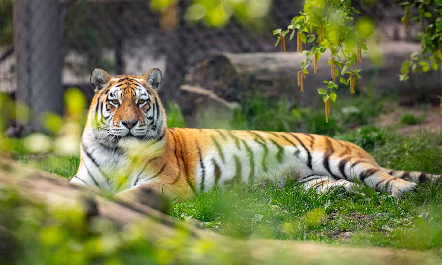 tiger laying on the ground