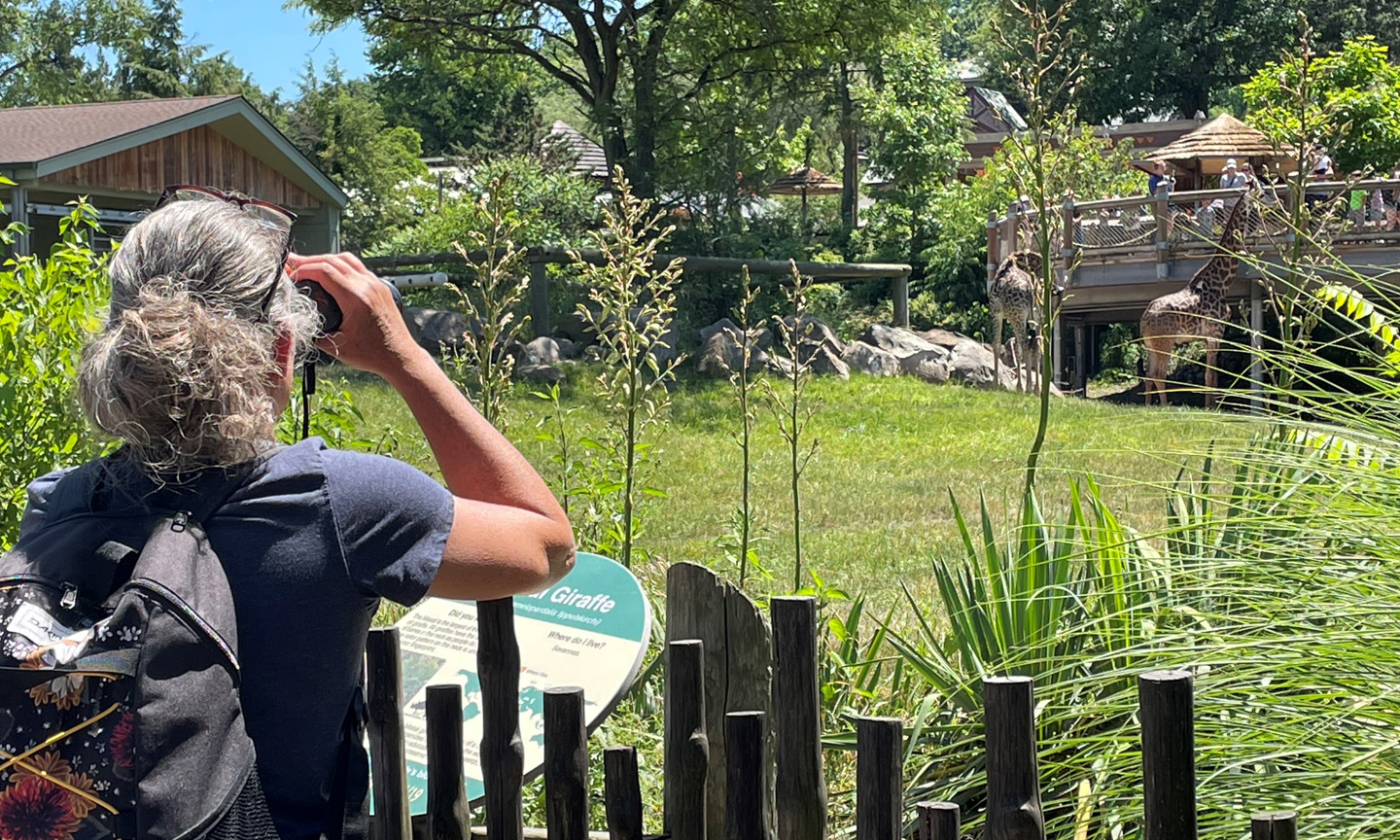 woman looking through binoculars at giraffes at the zoo