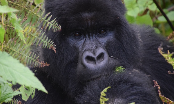 gorilla surrounded by leaves