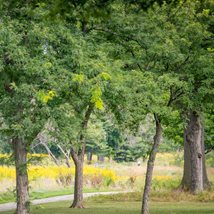 Trees in Acacia Reservation