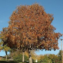 Tree during autumn