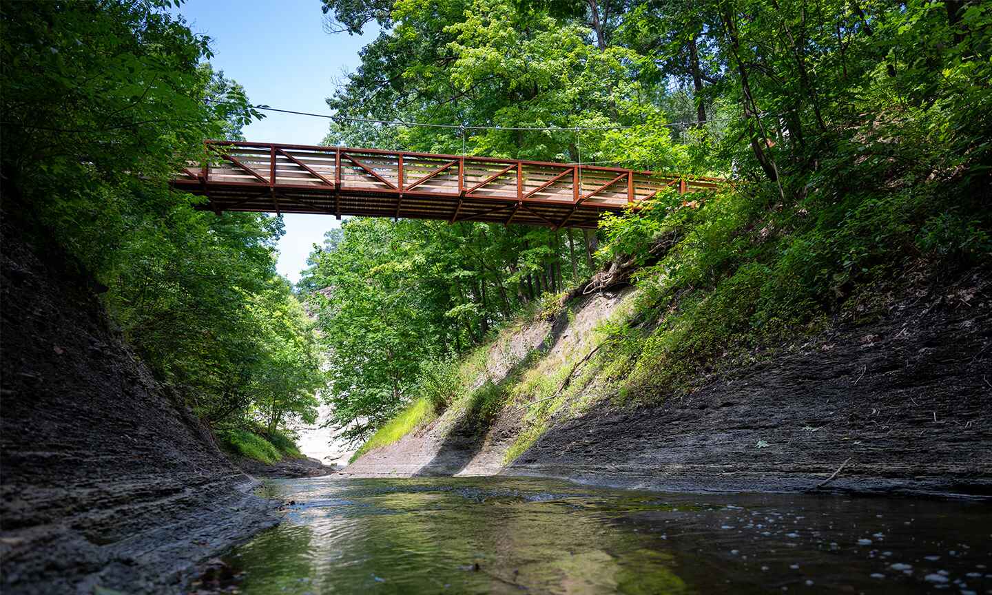 green trees around bridge