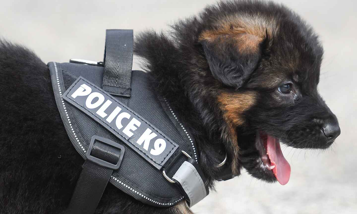 Police K9 puppy in a labeled harness, yawning with its mouth open, showing its tongue and black and brown fur.