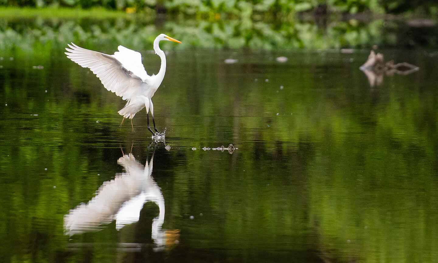 bird in water