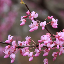 Pink flowers