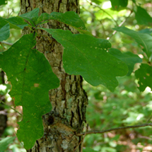 swamp white oak tree