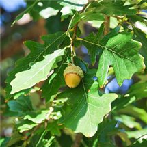 White Oak Tree