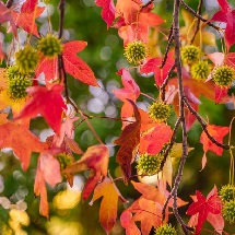 Sweet Gum