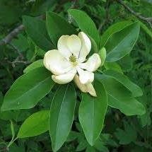 Magnolia Flower