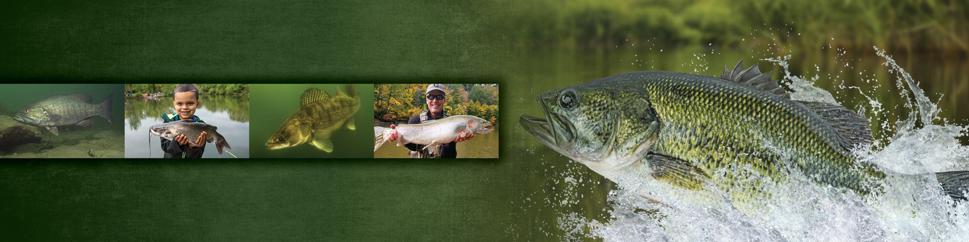  A fish swimming and a man holding another fish