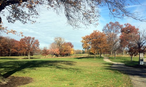 Grassy field with trees with fall-colored leaves