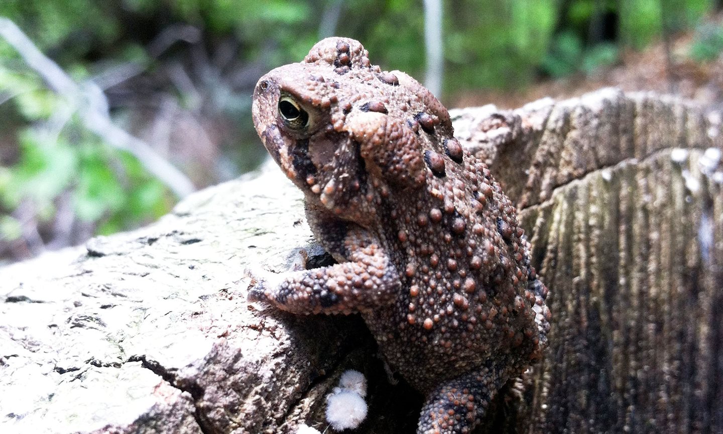 Toad on a log