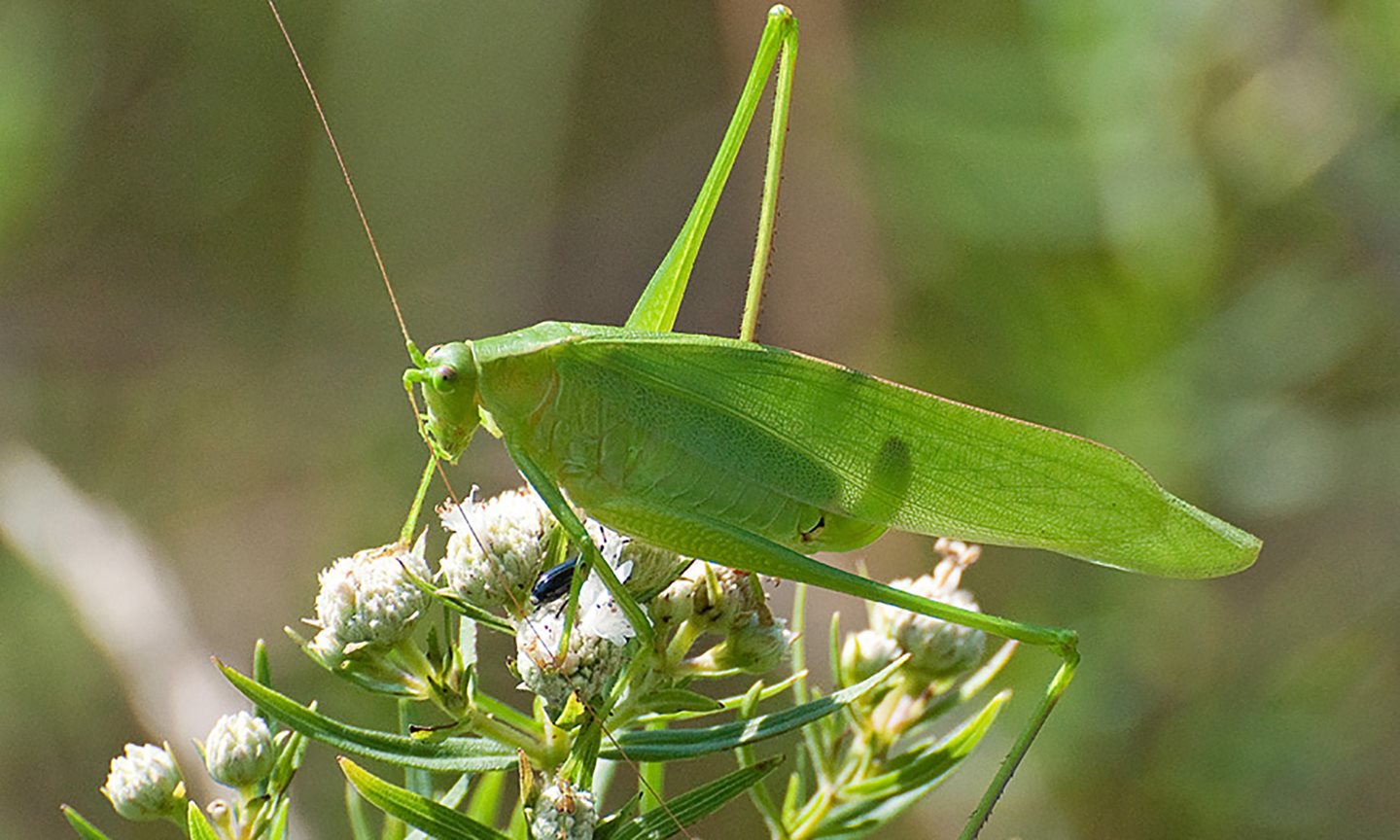 Grasshopper on a flower