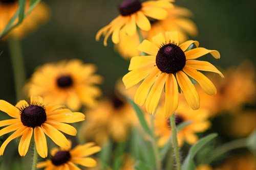 Yellow flowers