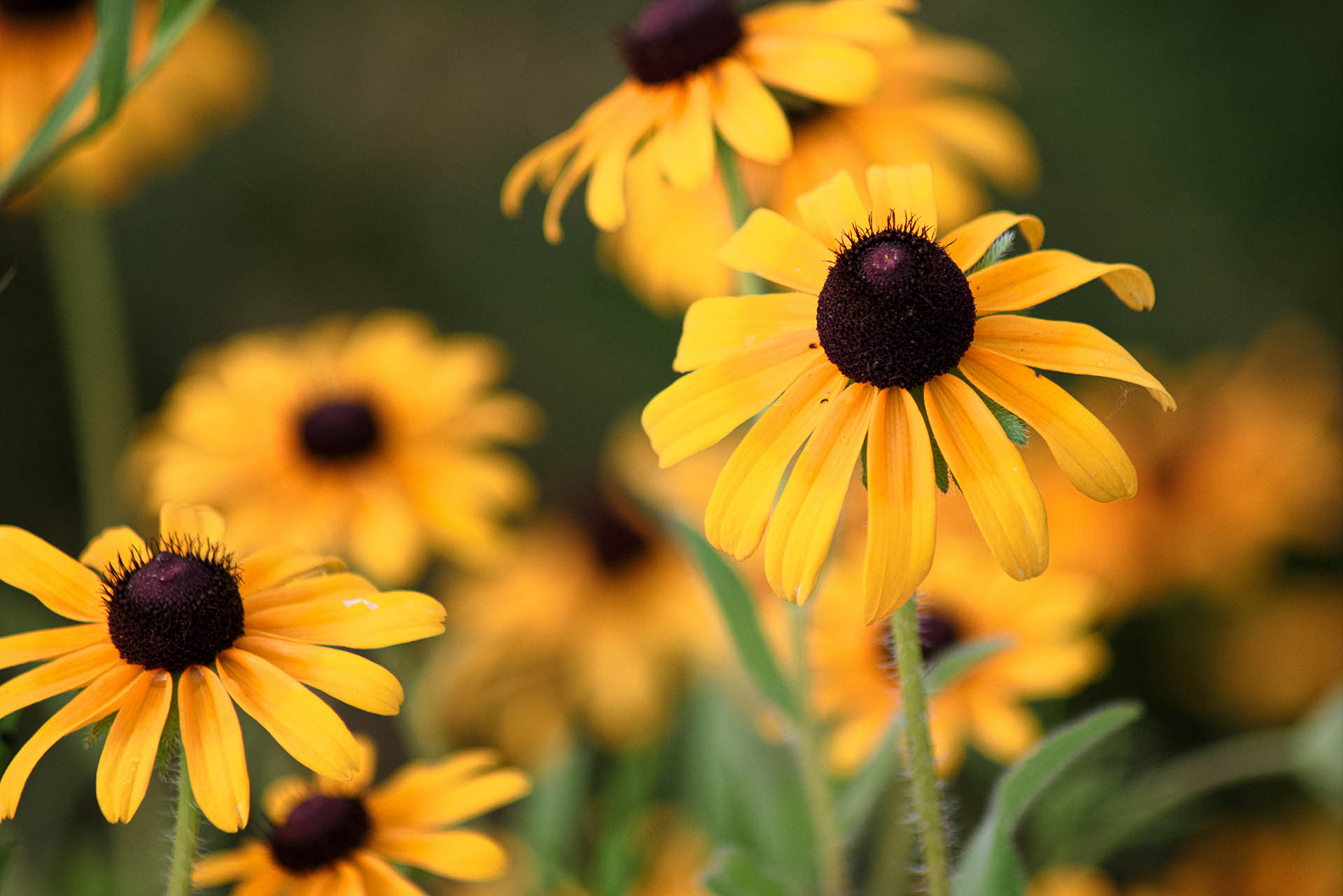 black eyed susans