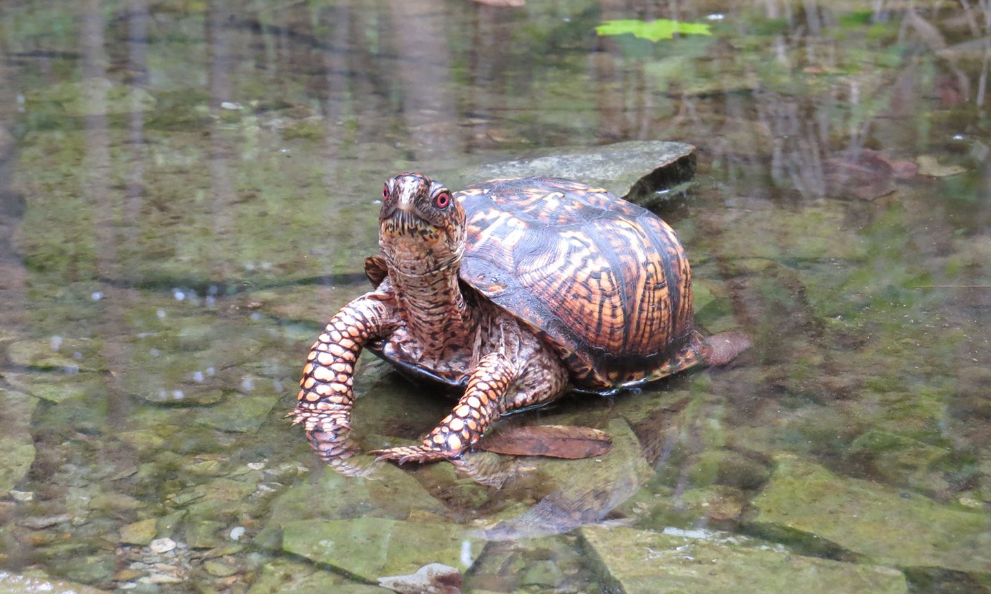 Box turtle in the water