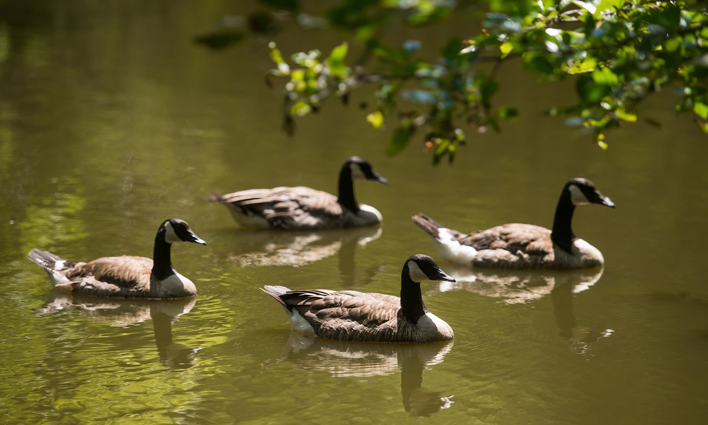 Geese swimming in a pond