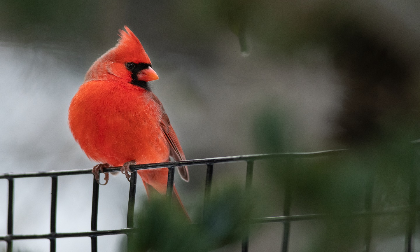 cardinal