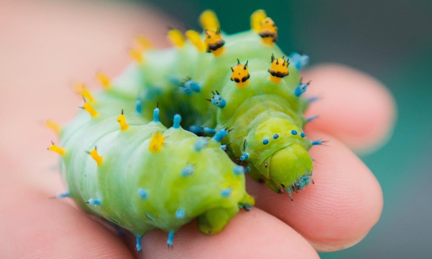 Hand holding a caterpillar