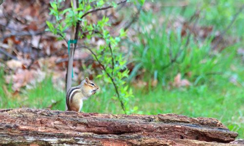 A chipmunk on a log