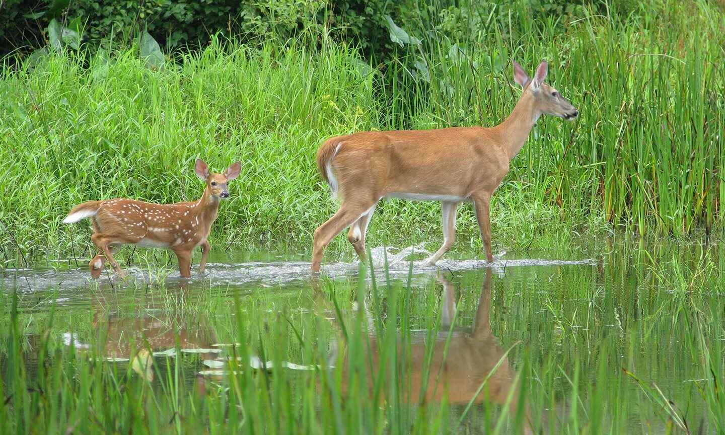 Deer in a marsh