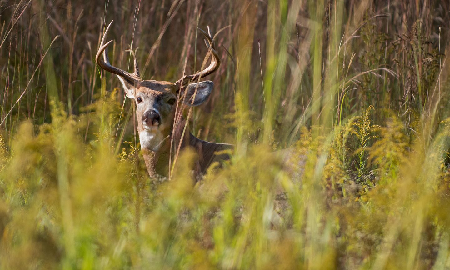 Deer in the grass