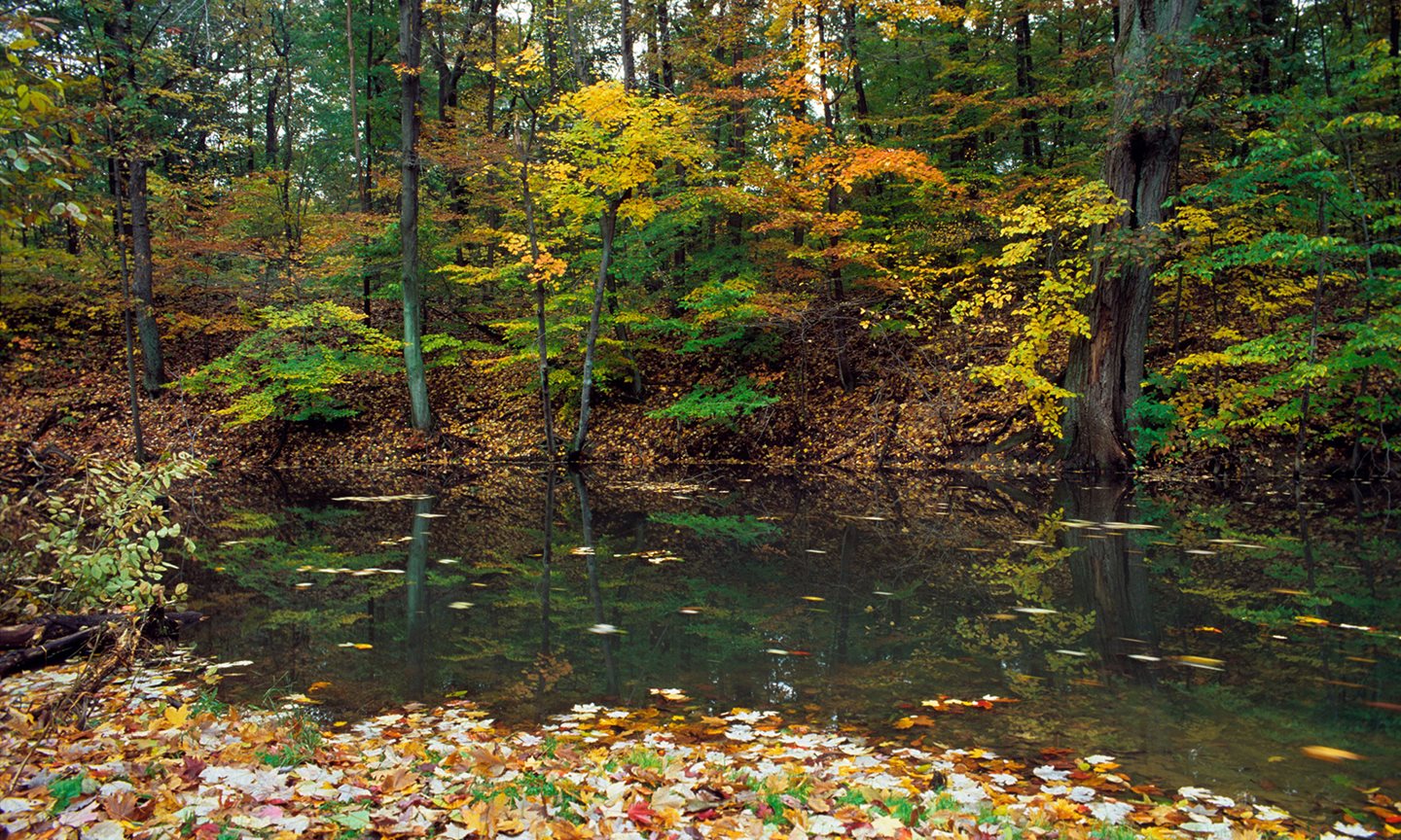 Pond surrounded by trees with colorful leaves